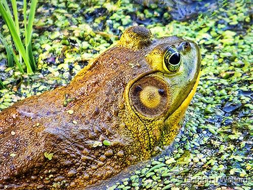 Bullfrog Closeup_DSCF05748.jpg - Photographed along the Canadian Mississippi River near Carleton Place, Ontario, Canada.